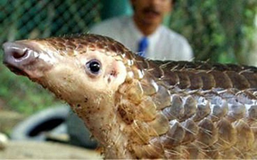 Tê tê được cho là vật chủ trung gian truyền nhiễm virus corona mới